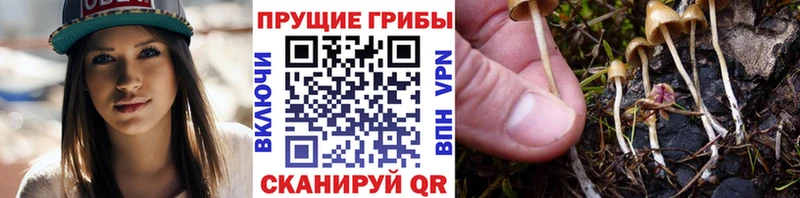 Псилоцибиновые грибы мицелий  Могоча 
